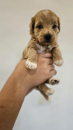 גורי מלטיפו מהממים לשריון יהיו