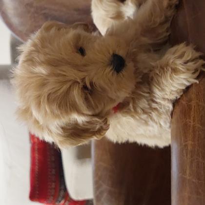 מלטיפו גורי בני חודשיים