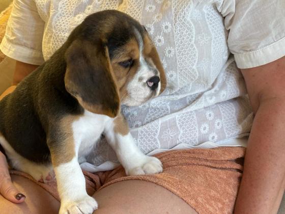 גורי ביגל מצוינים: עם תעודות