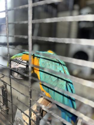 רוצה למכור את התוכים שגדלתי