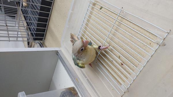 גרניציק האכלת יד מוחתמים כולל