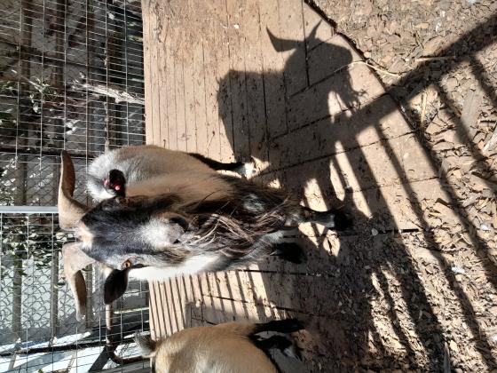 עז ננסי זכר בוגר יפה