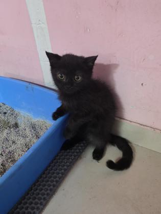 גורים סקוטי בני 3 חודש