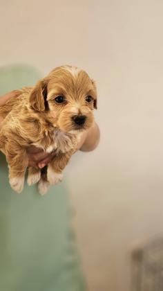 גורי מלטיפו מהממים לשריון יהיו