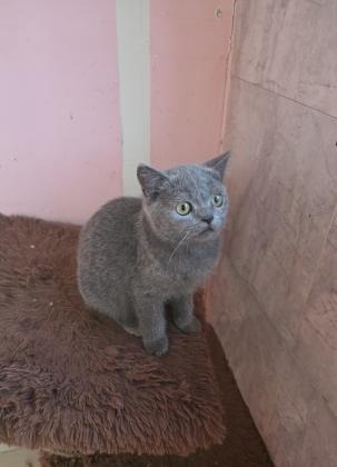 גורים סקוטי בני 3 חודש