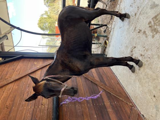 יוצא למכירה סייח singlefoot בן