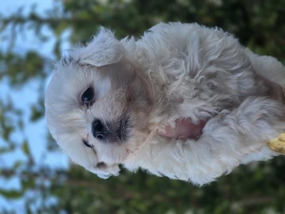 גורי בישון פריזה מעורבים עם