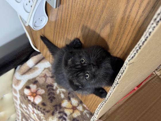 סקוטי פולד זכר אוהב לשחק,