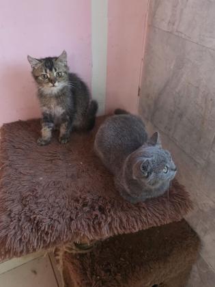 גורים סקוטי בני 3 חודש