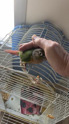 צעיר , האכלת יד , חברותי