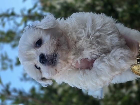 גורי בישון פריזה מעורבים עם