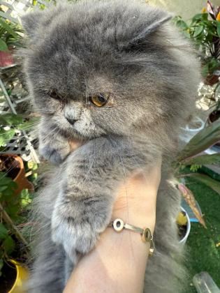 שלום אני מוסרת את החתולים