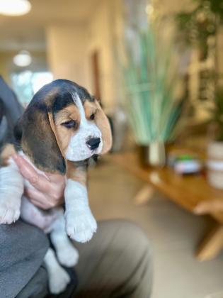 גורי ביגל מצוינים: עם תעודות
