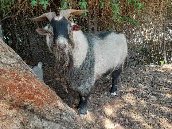 עז ננסי זכר בוגר יפה