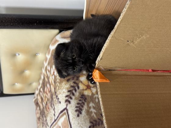 סקוטי פולד זכר אוהב לשחק,