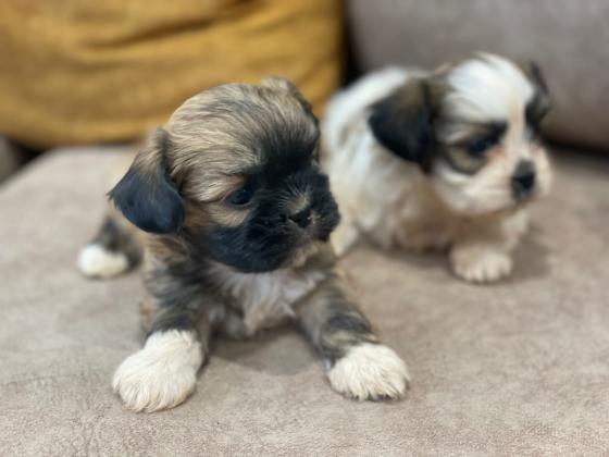 גורי שיצו מהממים ימסרו בעוד