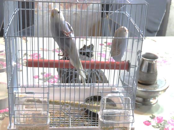 האכלות יד (לא מורגלים)שיחה טלפונית בלבד