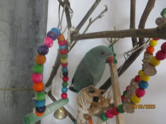 דררה כחולה אמרלד האכלת יד