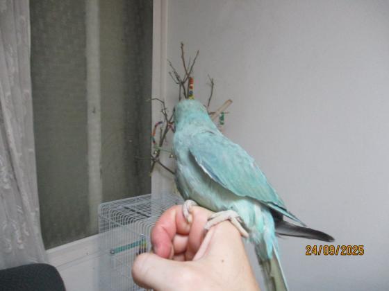 דררה כחולה אמרלד האכלת יד