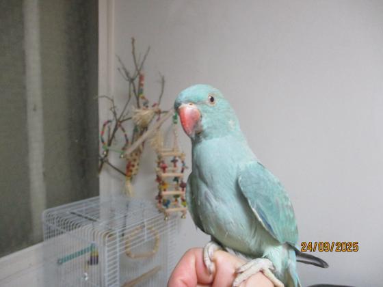 דררה כחולה אמרלד האכלת יד