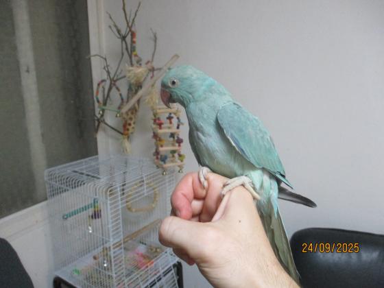 דררה כחולה אמרלד האכלת יד