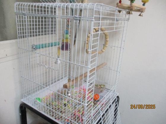 דררה כחולה אמרלד האכלת יד