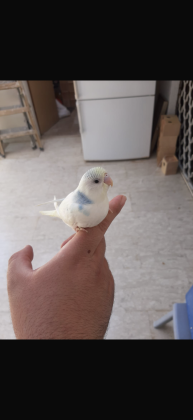 תוכון האכלת יד