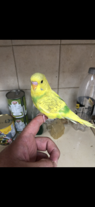 תוכון האכלת יד