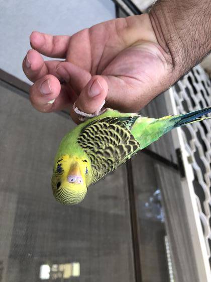 תוכון האכלת יד