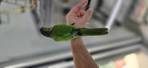 קוניור בלאק קייפ