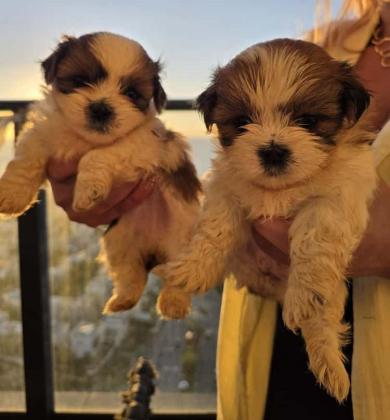 גורי 'מאל-שי' (Malti-Shih) מהממים מחכים לכם!