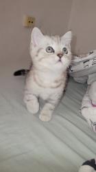 גור סקוטי מהמם , בן