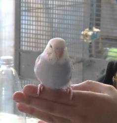 האכלות יד (לא מורגלים)שיחה טלפונית בלבד