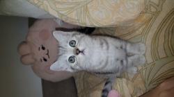 גור סקוטי מהמם , בן