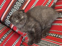 סקוטי פולד זכר אוהב לשחק,