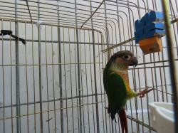 זכר בדוק ילו סיידד נשא