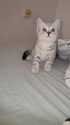 גור סקוטי מהמם , בן