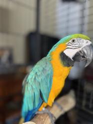 רוצה למכור את התוכים שגדלתי