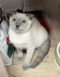 חתול סקוטי זכר גיל 4 חודשים