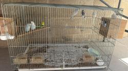 תוכונים למכירה