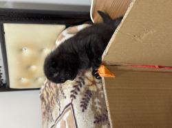 סקוטי פולד זכר אוהב לשחק,