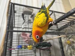 קוניור שמש למכירה האכלת יד