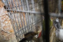 גרינצ'יק האכלת יד