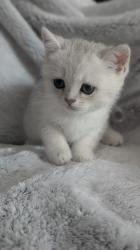 חתולות סקוטיות מקסימות מחפשות בית