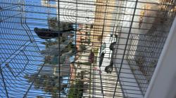 תוכונים למכירה