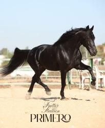 יוצא למכירה סייח singlefoot בן