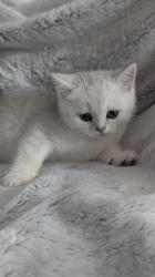 חתולות סקוטיות מקסימות מחפשות בית