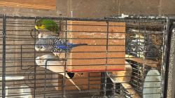 תוכונים למכירה