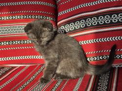 סקוטי פולד זכר אוהב לשחק,