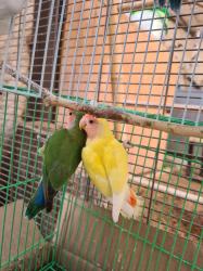 מחיר מיוחד לימים הקרובים!!!שתי ציפורי